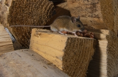 Field mouse in wood pile