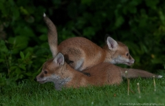 Bundling Fox cubs
