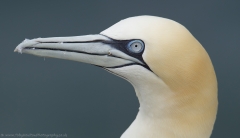 Gannet close up