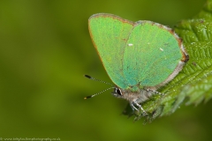 Green Hairstreak Butterfly