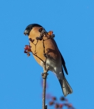 Bullfinch male