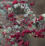 Fieldfare with berry