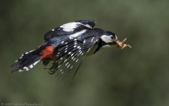 Great Spotted Woodpecker in flight