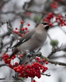 Waxwing with berry