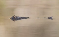 Swimming Toad reflection