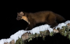 2_Pine-Marten-in-snow