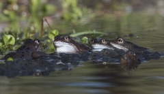 four frogs