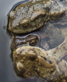 Toads in Amplexus