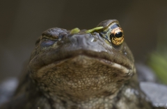 Winking Toad