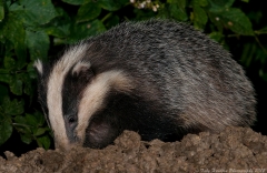A Badger digs in wet mud looking for worms