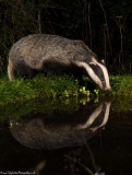 BadgerReflection