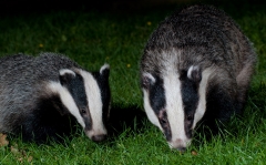 A badger boar and cub feeding together on a garden lawn at night