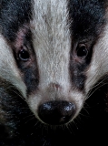 Badger face closeup