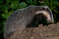 A Badger sniffs the wet soil looking for worms