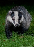 Badger close up portrait