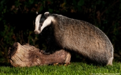 Badger looking for food