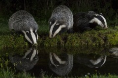 Badger trio at pondside