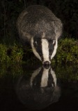 Boar badger drinking