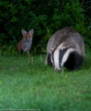 Badger being warched by fox cub