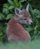 Fox cub looking backwards