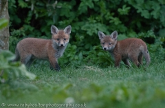 Fox cub pair