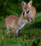 Alert fox cubs