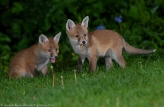 Fox cubs in garden