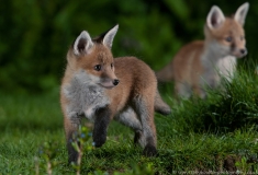 Alert fox cubs - spotted a badger