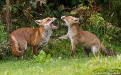 Fox dispute