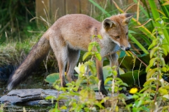 Fox cub playing in pond