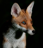 Fox portrait