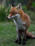 Vixen portrait