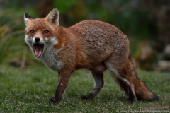 Yawning fox