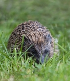 Garden Hedgehog