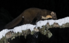 Pine Marten looking for food on a snowy night