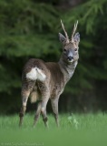 Roe buck in garden