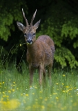 Roe buck eating Buttercups