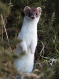 Stoat in ermine