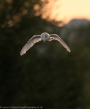 BarnOwl_Sunset2_1000