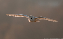 BarnOwl_flight_1200