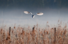 BarnOwl_flight_mist