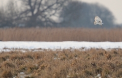 BarnOwl_hover_reedbed_final