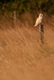 BarnOwl_pole