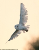 Barn_owl_sunset_1100