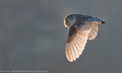 Barnie_backlit_1000