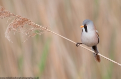 BeardedTit2_960