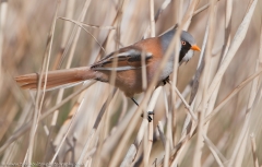 BeardedTit_1200