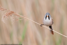 BeardedTit_960