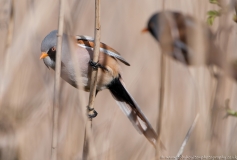 BeardedTit_pair_1200