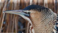 Close up portrait of a Bittern